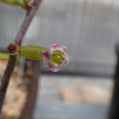 Adromischus filicaulis var Koringhuis CG21 22121802.JPG