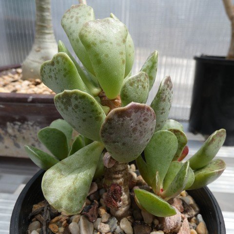 Adromischus triflorus DT3697 22121801.JPG