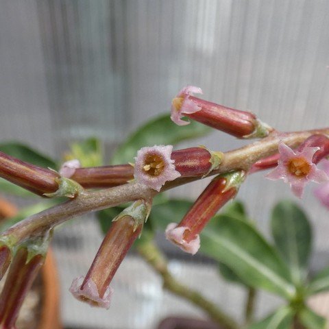 Adromischus triflorus DT3697 22121802.JPG