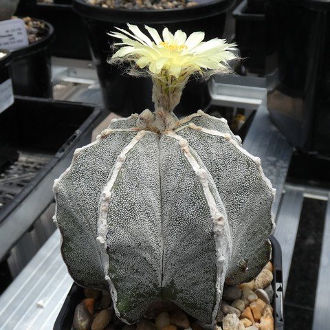 Astrophytum myriostigma cv Hakujo 01 22121801.JPG