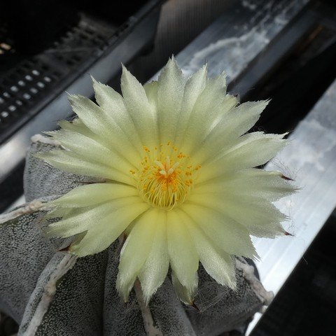 Astrophytum myriostigma cv Hakujo 01 22121802.JPG