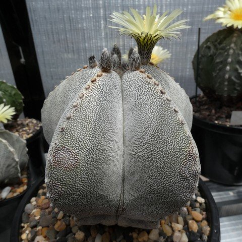 Astrophytum myriostigma cv Onzuka 03 22121801.JPG