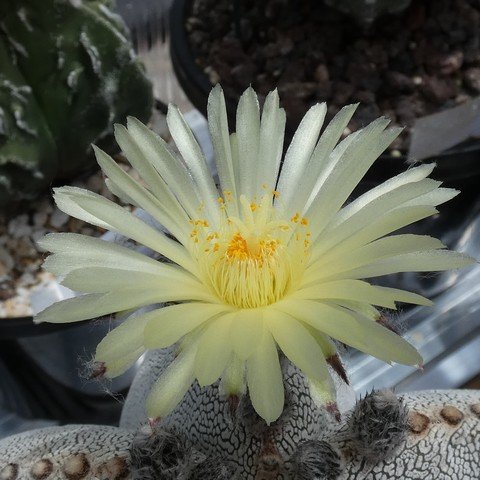 Astrophytum myriostigma cv Onzuka 03 22121802.JPG