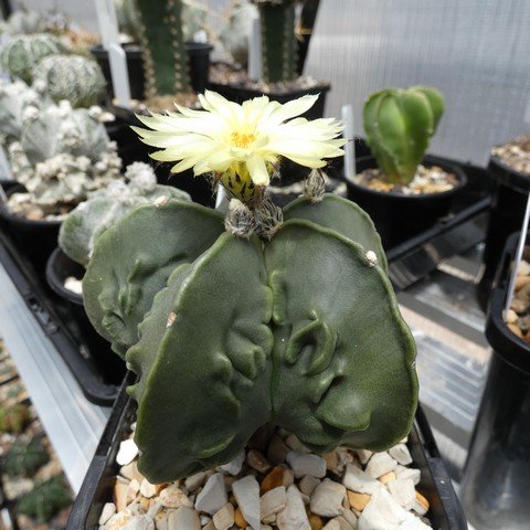 Astrophytum myriostigma cv Fukuryu nudum 15 22121801.JPG