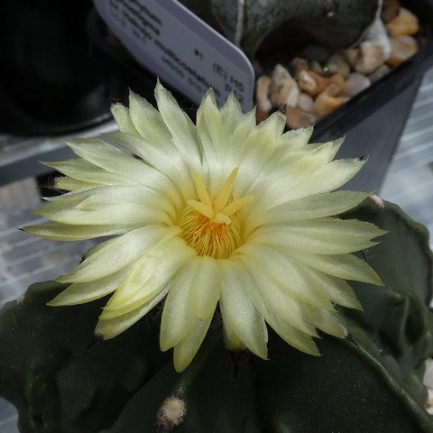 Astrophytum myriostigma cv Fukuryu nudum 15 22121802.JPG