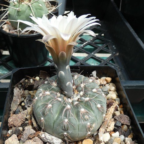 Gymnocalycium taningaense 01 22121801.JPG