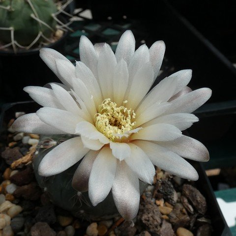 Gymnocalycium taningaense 01 22121802.JPG