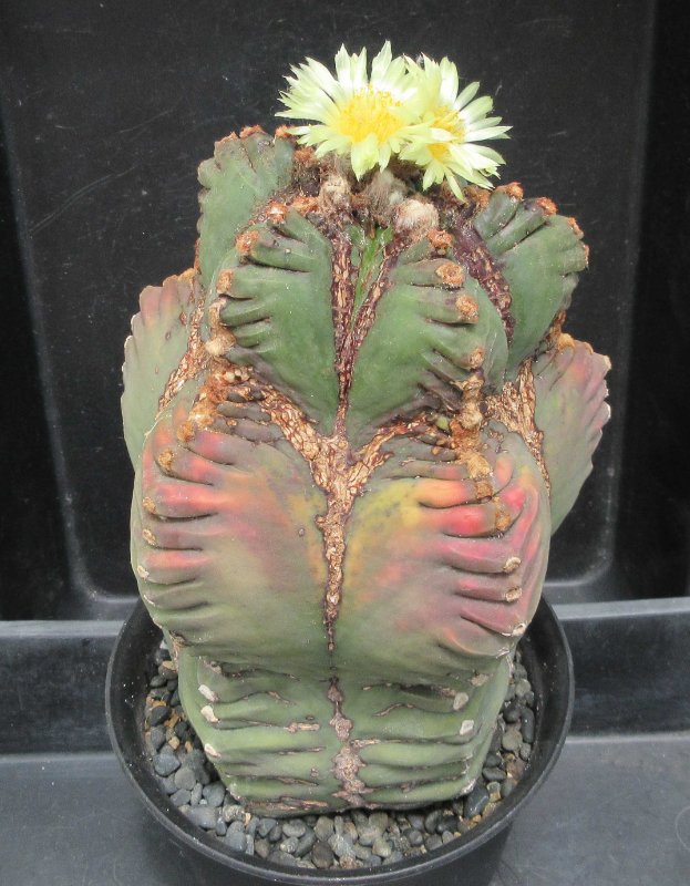 A. myriostigma cv khoyo, kikko