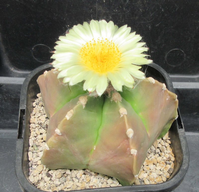 A. myriostigma related hybrid