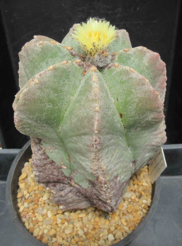 A. myriostigma