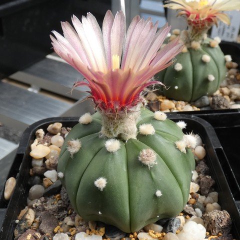 Astrophytum asterias var nudum 03 22121801.JPG