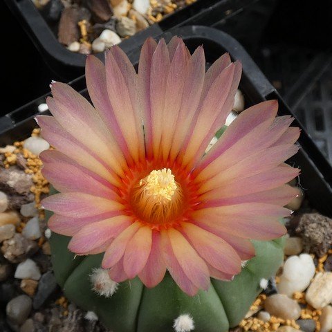 Astrophytum asterias var nudum 03 22121802.JPG