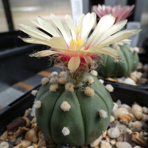 Astrophytum asterias var nudum 04 22121801.JPG