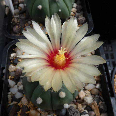 Astrophytum asterias var nudum 04 22121802.JPG