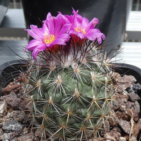 Turbinicarpus viereckii 03 22121801.JPG