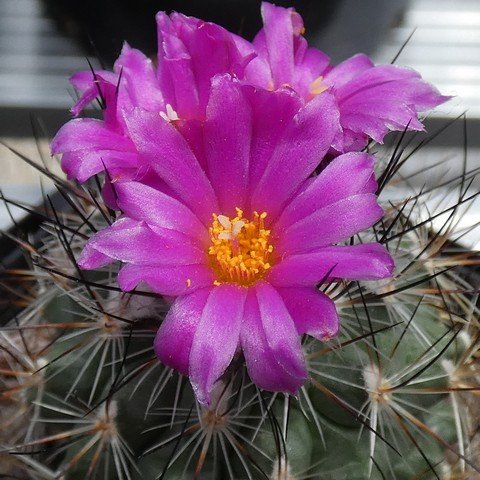 Turbinicarpus viereckii 03 22121802.JPG