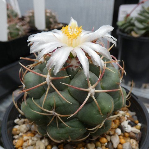 Thelocactus hexaedrophorus 02 22122001.JPG