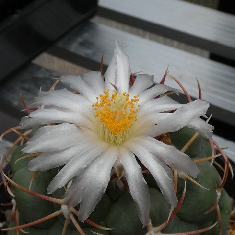 Thelocactus hexaedrophorus 02 22122002.JPG