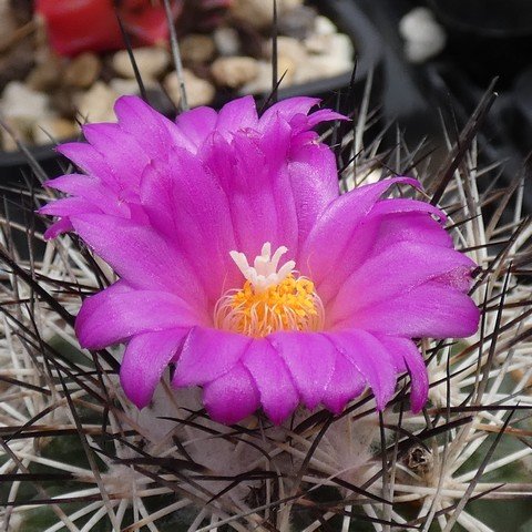 Turbinicarpus horripilus 01 22122002.JPG