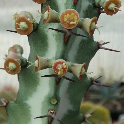 Euphorbia baylissii 22122201.JPG