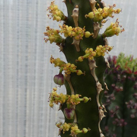 Euphorbia classenii 22122201.JPG