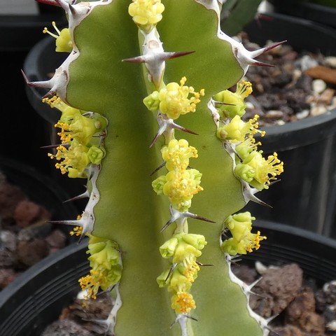 Euphorbia memoralis 22122201.JPG