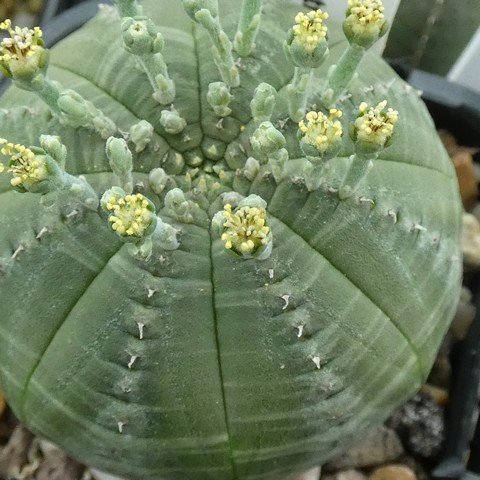Euphorbia obesa ssp symmetrica 01 22122201.JPG