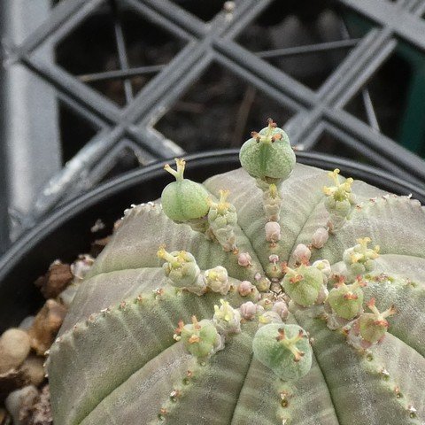 Euphorbia obesa ssp symmetrica 02  221222001.JPG