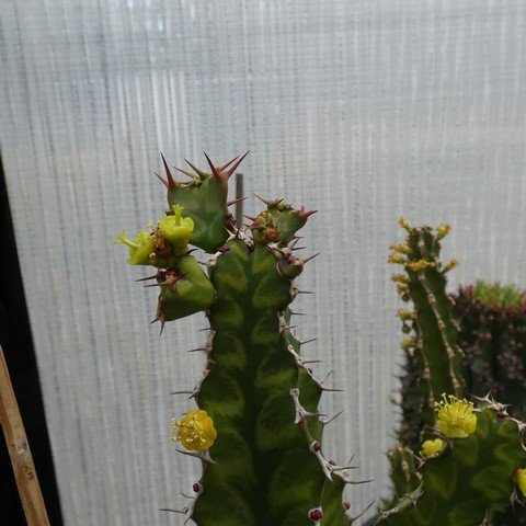 Euphorbia pseudocactus 22122201.JPG