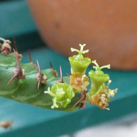 Euphorbia stellata 22122201.JPG