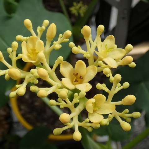 Jatropha podagrica - Yellow 22122202.JPG