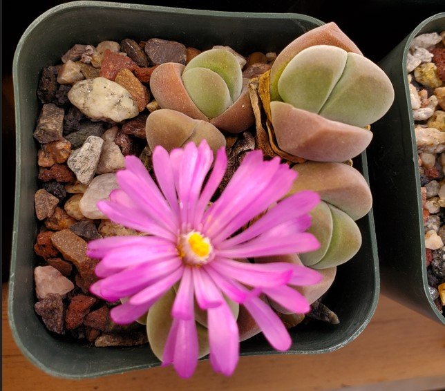 Gibbaeum dispar