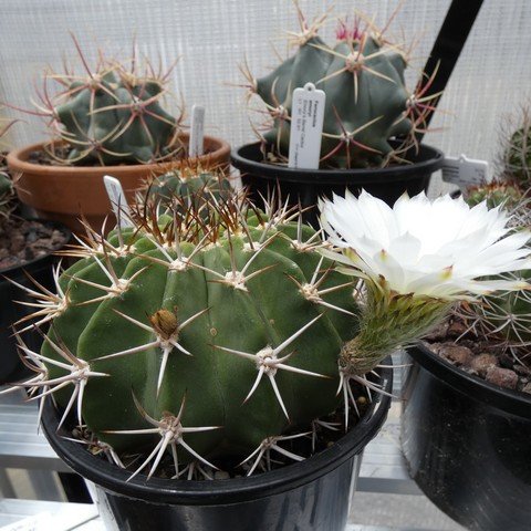 Acanthocalycium klimpelianum 01 22122001.JPG