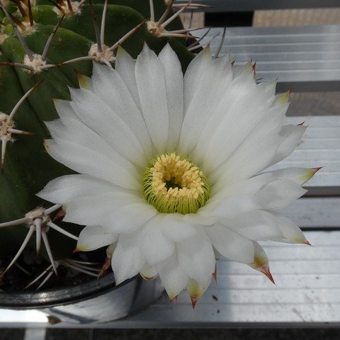 Acanthocalycium klimpelianum 01 22122002.JPG