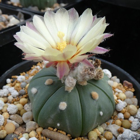 Astrophytum asterias var nudum 05 22121901.JPG