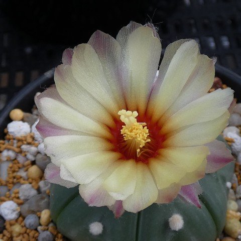 Astrophytum asterias var nudum 05 22121902.JPG