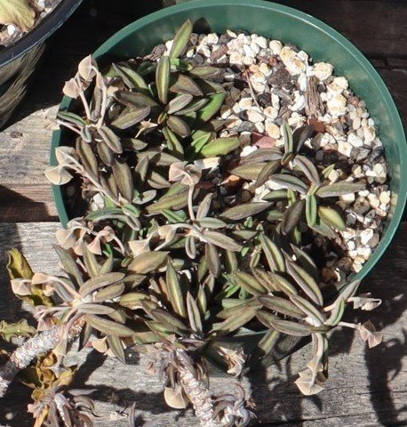 2022-8-15 Euphorbia cylindrifolia.jpg