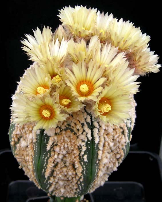 Astrophytum asterias cv hanazono kabuto