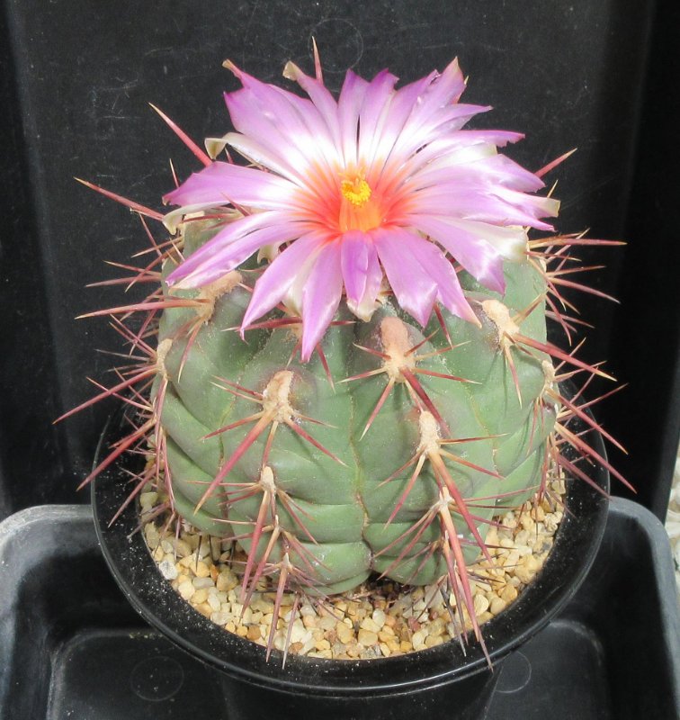 Thelocactus heterochromus