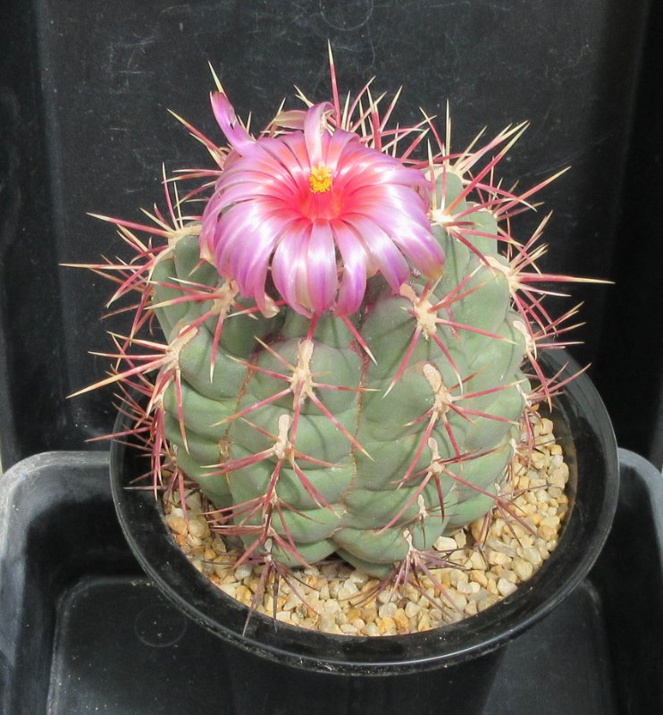 Thelocactus heterochromus