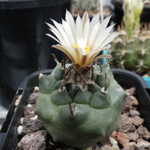 Turbinicarpus klinkerianus var huizache 01 22122001.JPG