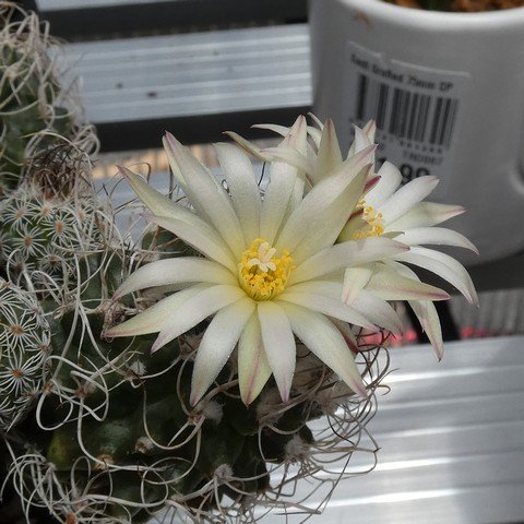 Turbinicarpus pseudomacrochele 01 22122002.JPG