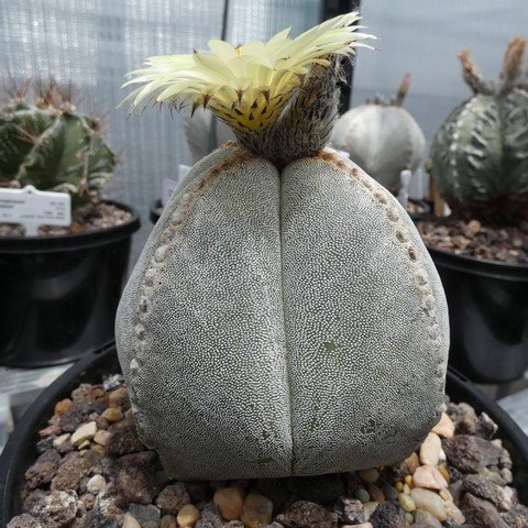 Astrophytum myriostigma var quadricostatum 10 22121901.JPG