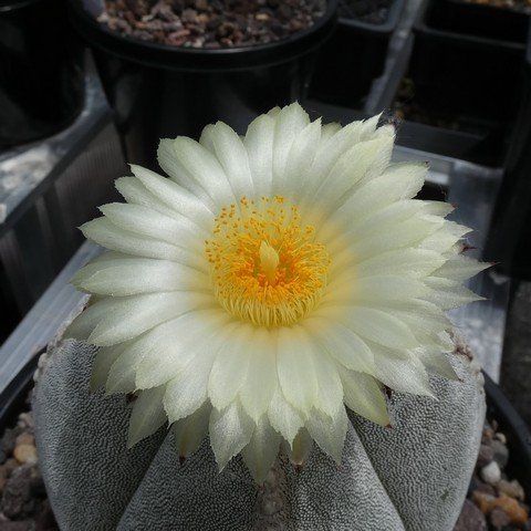 Astrophytum myriostigma var quadricostatum 10 22121902.JPG