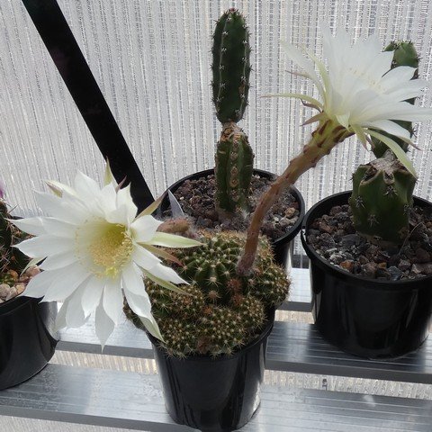 Echinopsis boyuibensis 01 22121901.JPG