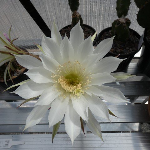 Echinopsis boyuibensis 01 22121902.JPG