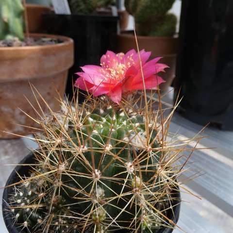 Lobivia (Echinopsis) ferox 22122001.JPG