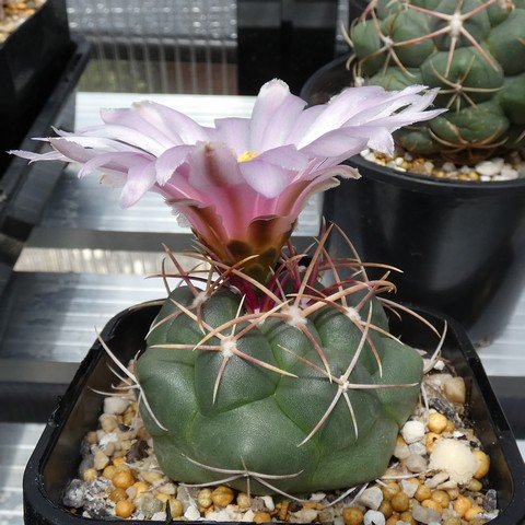 Thelocactus hexaedrophorus 01 22122201.JPG