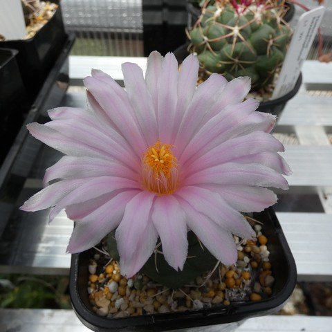 Thelocactus hexaedrophorus 01 22122202.JPG