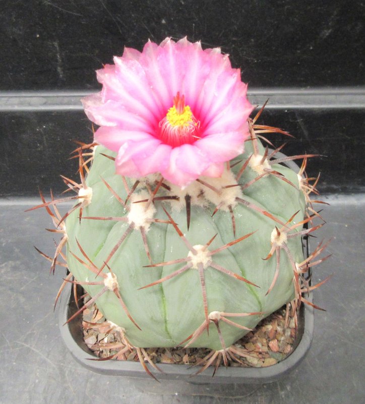 E. horizonthalonius